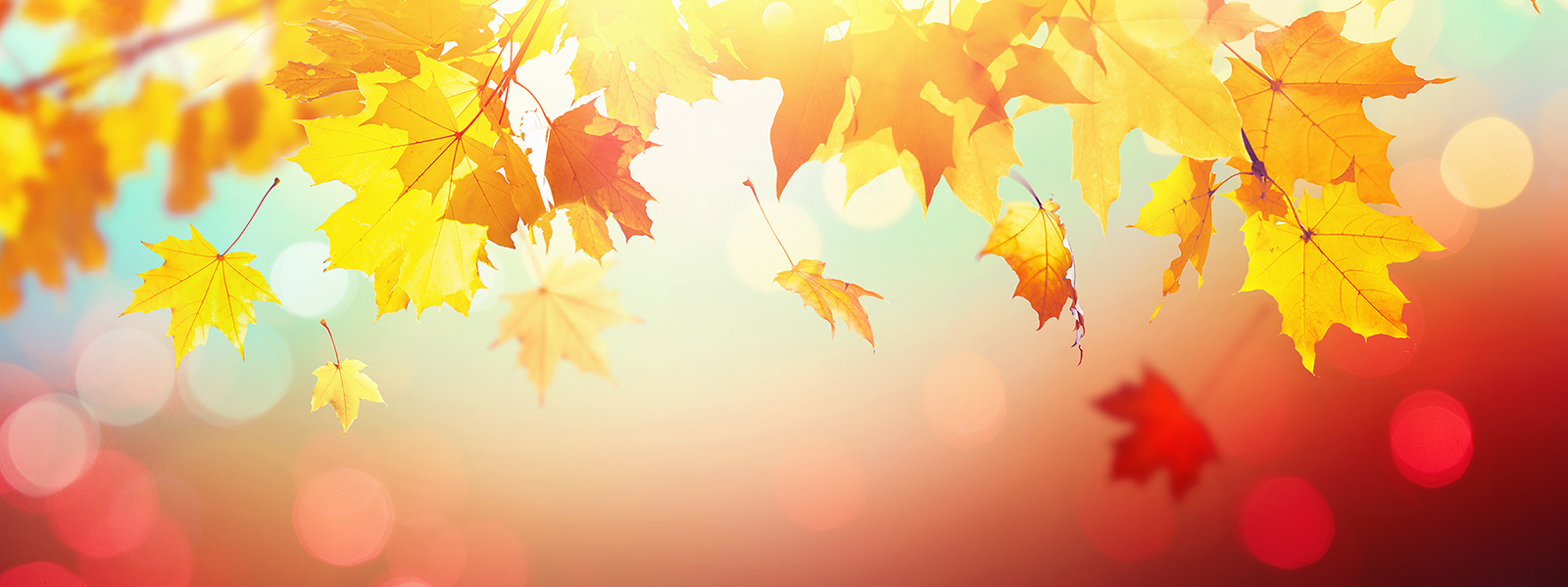 Close up photo of leaves on a tree in autumn